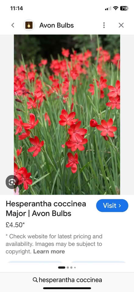 Photo of free hesperantha cocinea (Bracknell RG12) #1