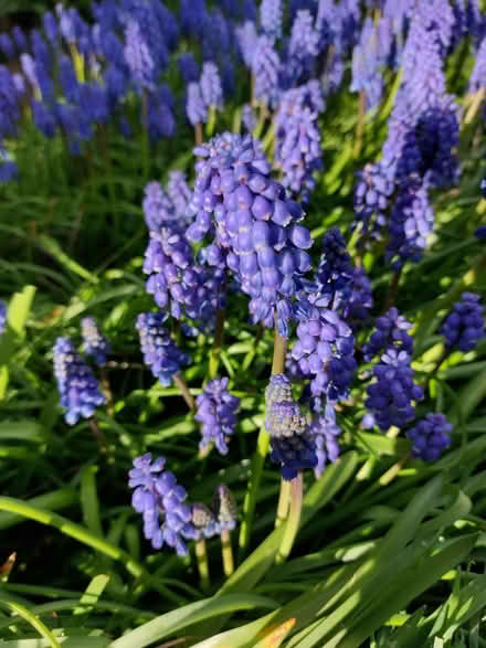 Photo of free Muscari (Grape Hyacinth) Bulbs (Handbridge CH4) #2