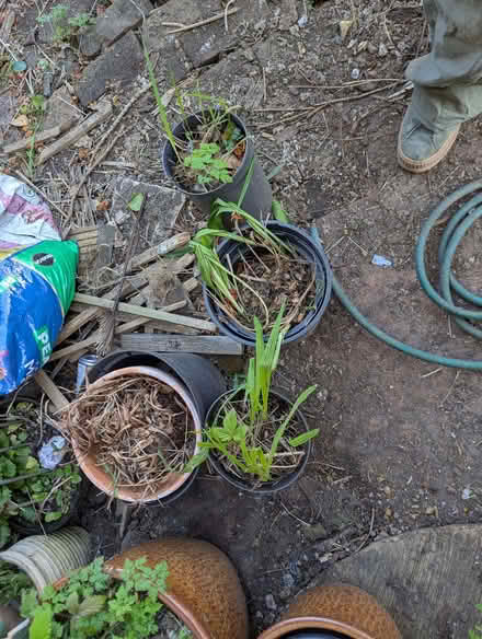 Photo of free Orange Crocosmia (Portslade by Sea BN41) #1