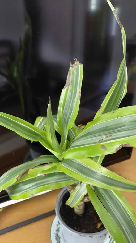 Photo of free Indoor plant (Sheffield S12) #3