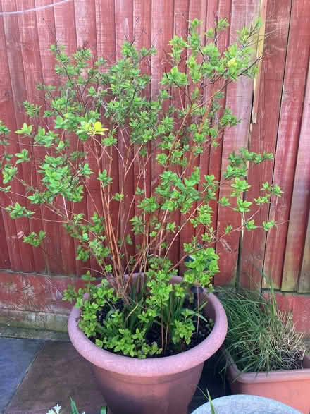 Photo of free Shrubs (2) (Ashburton CR0) #1