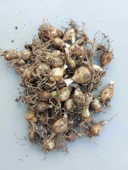 Photo of free Muscari (Grape Hyacinth) Bulbs (Handbridge CH4) #1