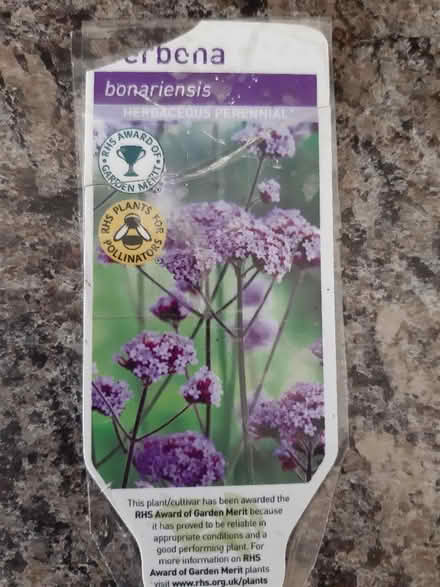 Photo of free Verbena bonariensis (Whitemoor NG8) #1