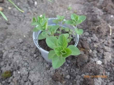 Photo of free Oregano (Origanum vulgare) (City Centre NR3) #1