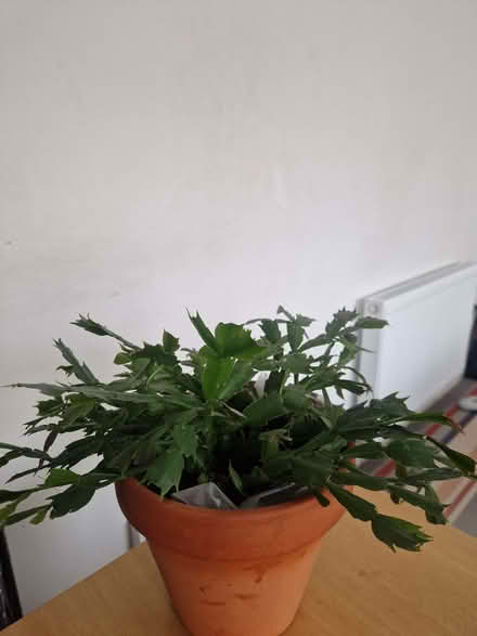 Photo of free In door plant 𪴠(Drum Brae EH4) #1