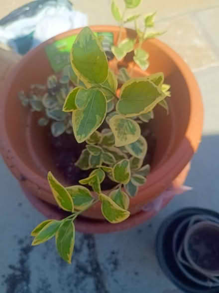 Photo of free Vinca major (periwinkle) (BN8) #1