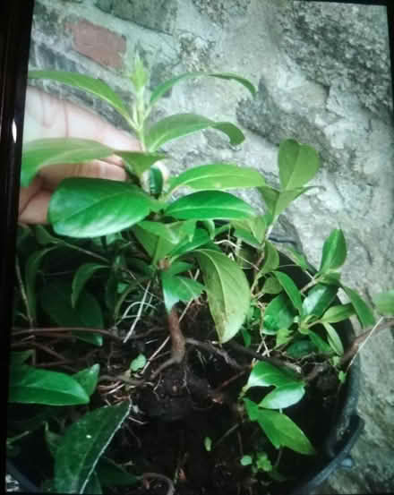 Photo of free Cherry Laurel saplings (Dublin central) #3