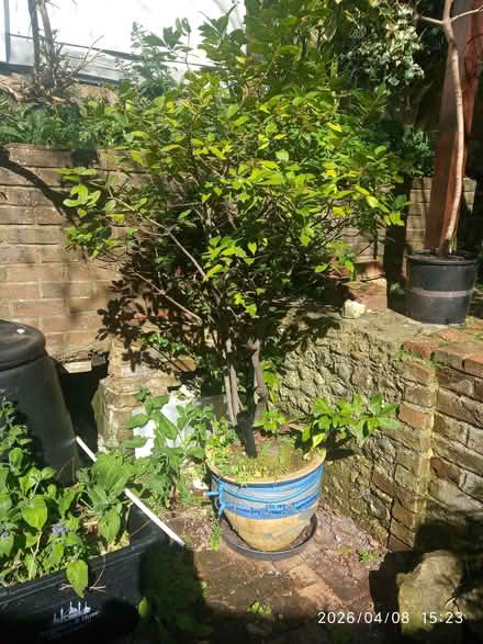 Photo of free Bay tree (Carlton Hill BN2) #1