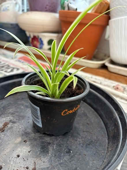 Photo of free Baby spider plant (Sutton Courtenay OX14) #1