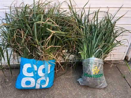 Photo of free Tall grasses (Hucknall NG15) #1