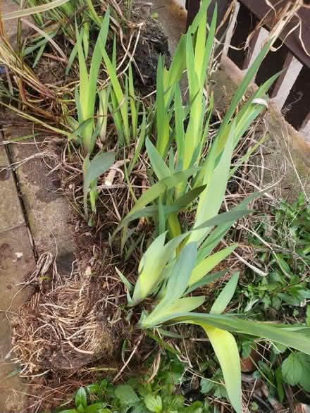 Photo of free Pond plants (Worcester WR3) #1