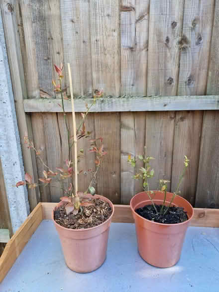 Photo of free Four young blueberry plants in need of some TLC (Loughton IG10) #3