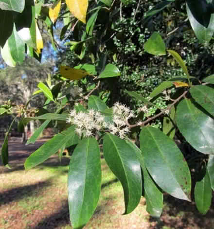 Photo of free Cherry Laurel saplings (Dublin central) #2