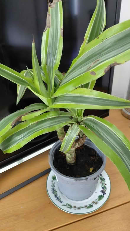Photo of free Indoor plant (Sheffield S12) #2