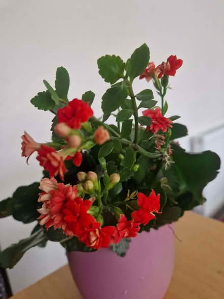 Photo of free home-grown plant 𪴠(Drum Brae EH4) #2