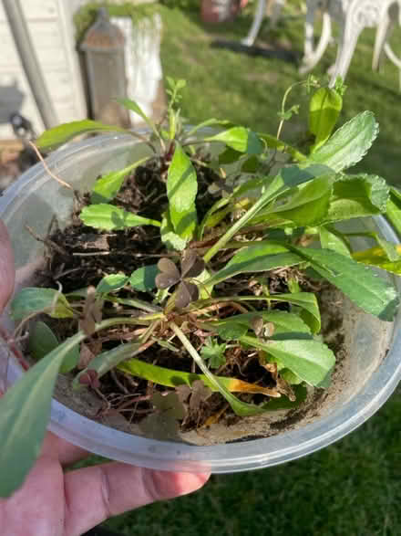 Photo of free Small white daisy plants (Welling DA16) #1