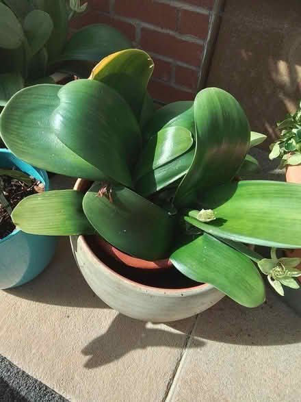 Photo of free Paint brush lilly (Dawlish Warren EX7) #1