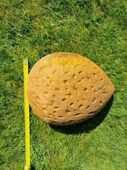 Photo of free Large concrete walnut (Ashford Kent) #2