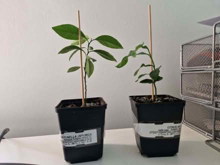 Photo of free Citrus plants in need of some TLC (Loughton IG10) #1