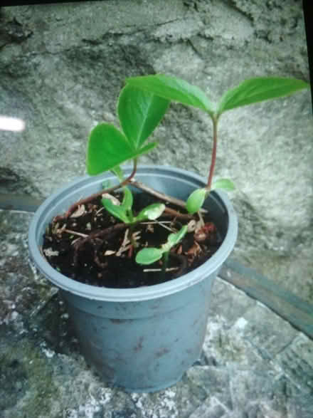 Photo of free Cherry Laurel saplings (Dublin central) #1