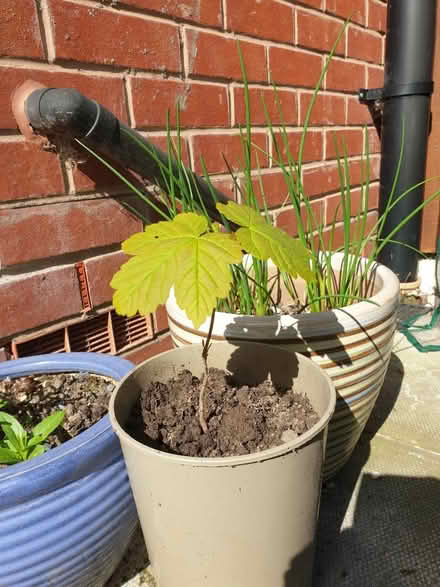 Photo of free Sycamore sapling (Saltney CH4) #1