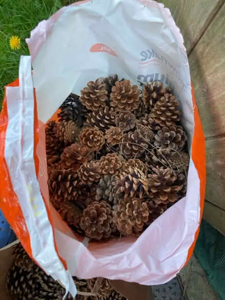 Photo of free Pine Cones (CT1) #2