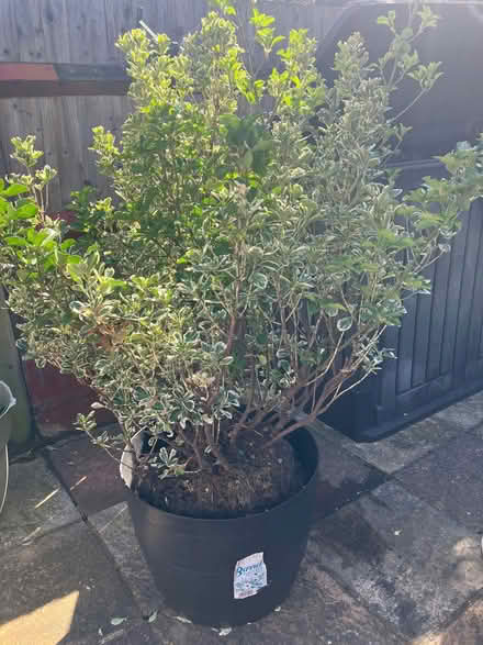 Photo of free Shrubs (2) (Ashburton CR0) #2