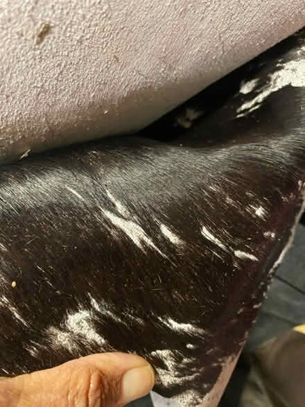 Photo of free Remnant bag fabrics cowhide leather (Oakmore Oakland) #2