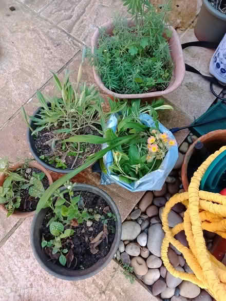 Photo of free Various plants (Minster Lovell) #1