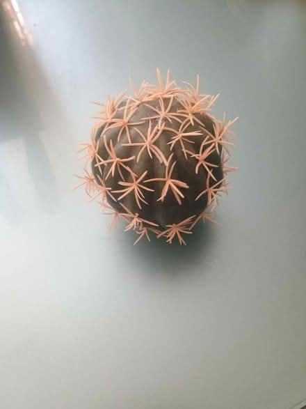 Photo of free Car aerial topper (Devon Park) #1