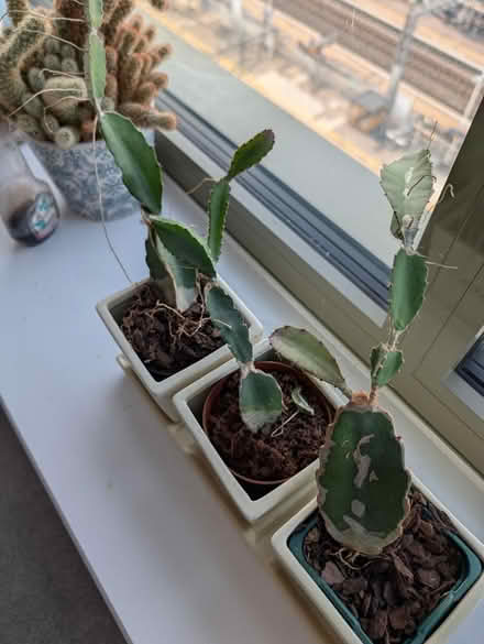 Photo of free Cacti (Ealing Broadway) #2