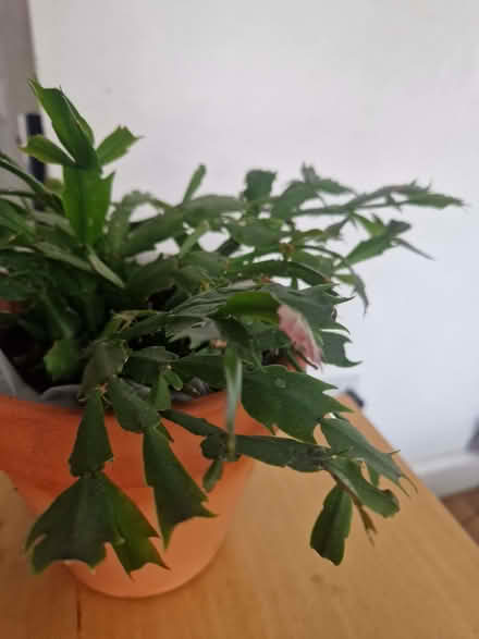 Photo of free In door plant 𪴠(Drum Brae EH4) #2