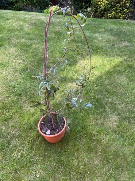 Photo of free Passion flower plant (CH43) #1