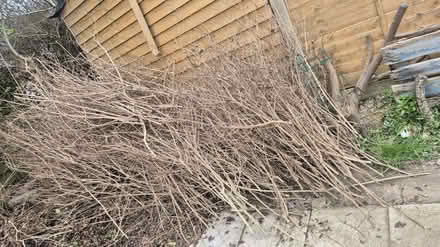 Photo of free Wood (Reney Crescent shiffield) #2