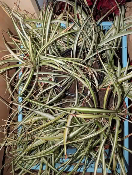 Photo of free 11 Indoor Spider Plants (BD16) #1