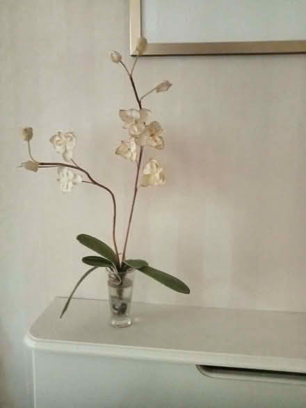 Photo of free Floral displays (Drayton PO6) #4