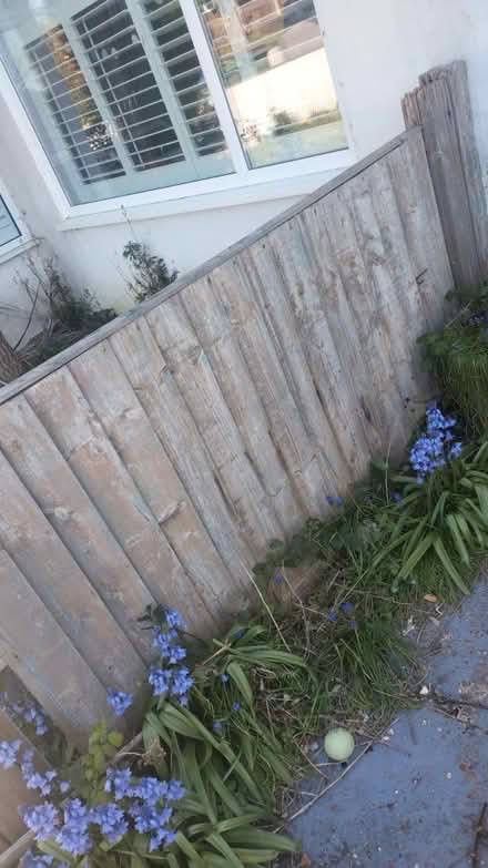 Photo of free Fences and posts (Saltdean) #1
