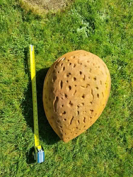 Photo of free Large concrete walnut (Ashford Kent) #1