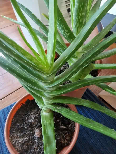 Photo of free Aloe Vera plants to give away (Aspley, NG8) #2