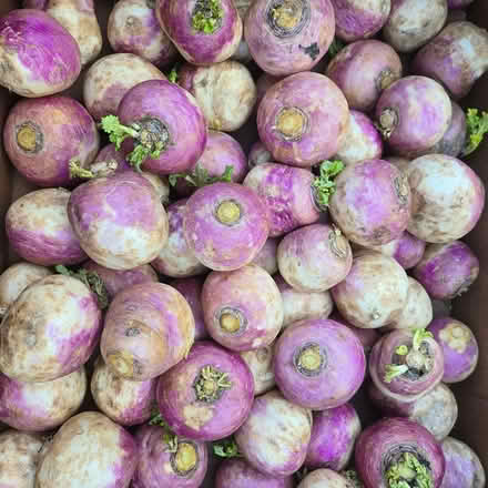 Photo of free Lots of Turnips (Chiquita Av MtnVw) #1