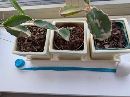 Photo of free Cacti (Ealing Broadway) #3