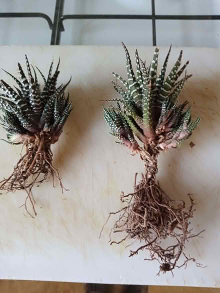Photo of free Spikey succulent plants (South Reading RG2) #1