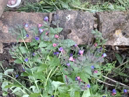 Photo of free Pink purple plant (Hanworth TW13) #1