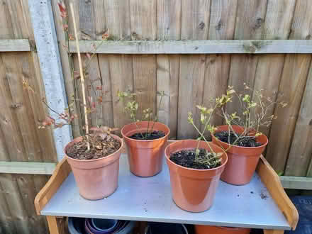 Photo of free Four young blueberry plants in need of some TLC (Loughton IG10) #1