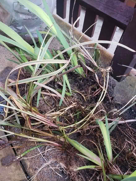 Photo of free Pond plants (Worcester WR3) #2