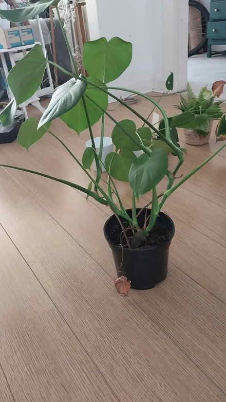 Photo of free Monstera plant (New Brighton CH45) #1