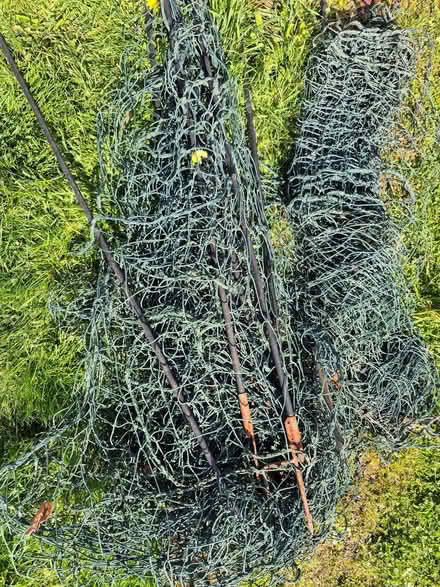 Photo of free chicken netting (Whittle Hill NE61) #1