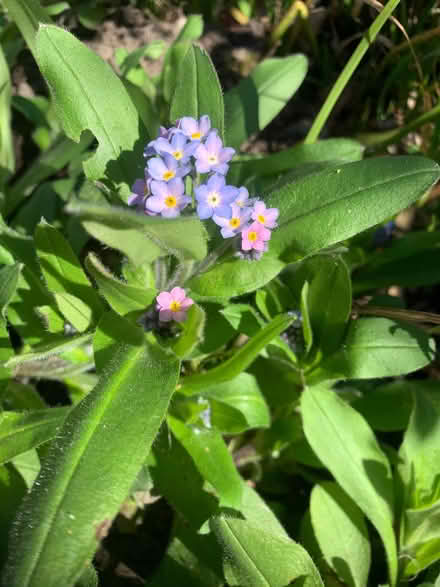 Photo of free forget-me-not (Bracknell RG12) #1