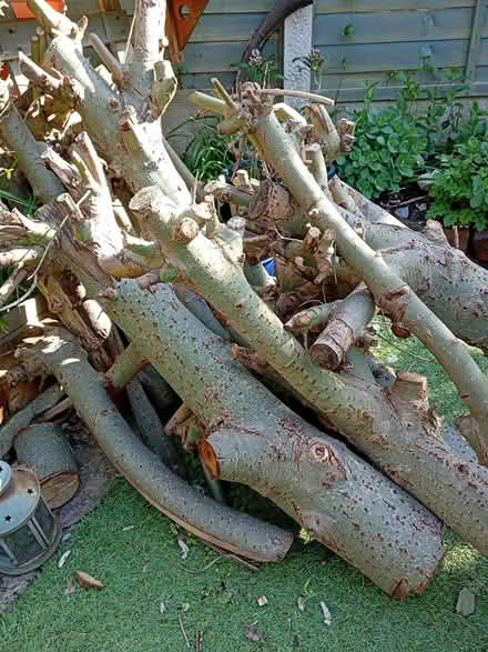 Photo of free Branches (Edgeley SK3) #1