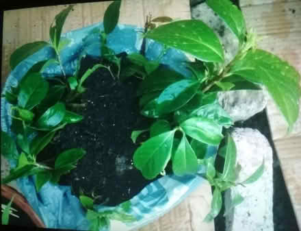 Photo of free Cherry Laurel saplings (Dublin central) #4